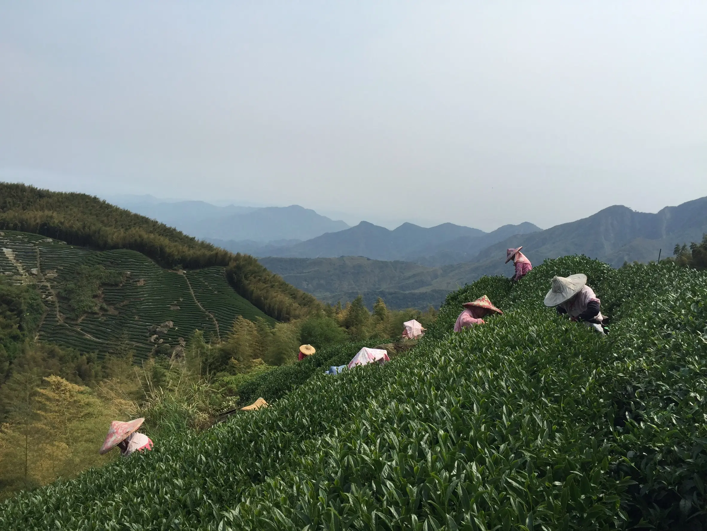 tea garden