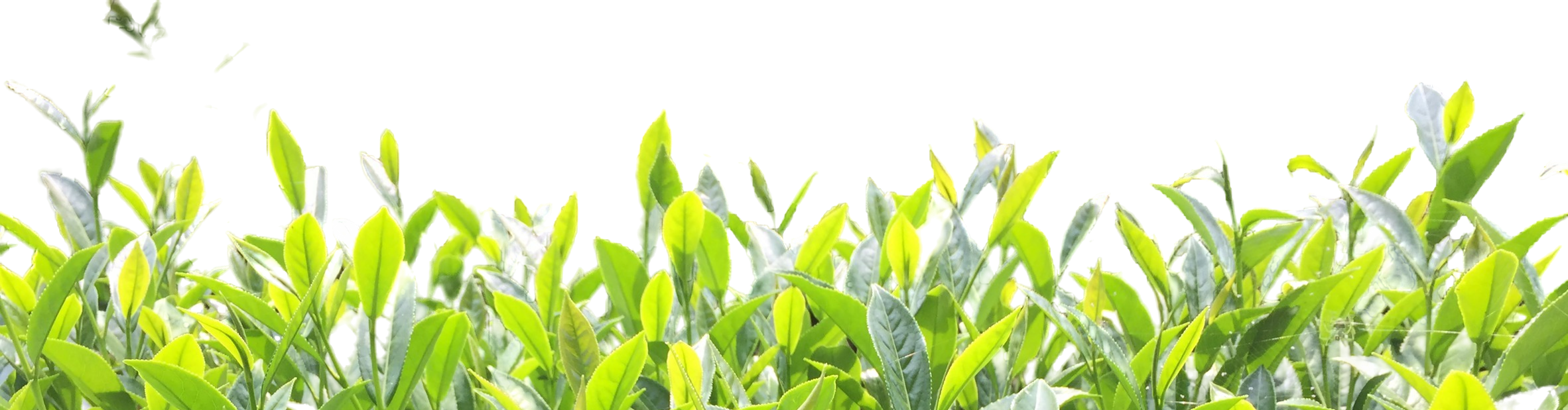 tea garden